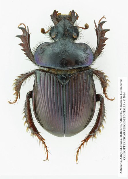 Ceratophyus rossii, femmina 